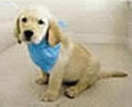 Rincon as a puppy